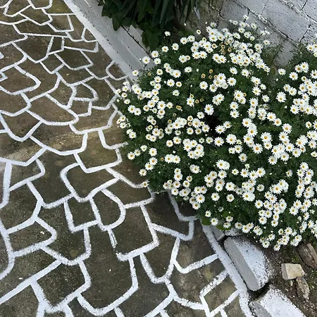 Olive Tree The Master Bed And Balcony アパート ベニテス